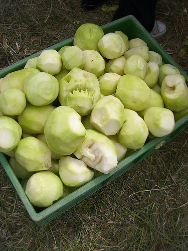 Ohne Mamf kein Kampf - Kohlrabi