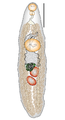 Bray & Justine - Hamacreadium cribbi - SystematicParasitology2016 fig 1.png