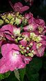 D towns Flower.jpg
