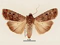 Agrotis infusa female dorsal.jpg