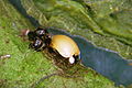 Adalia bipunctata 1475002.jpg