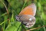 Chestnut heath (Coenonympha glycerion).jpg