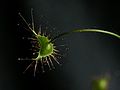 Drosera auriculata leaf1 Darwiniana.jpg