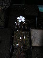 Drosera bicolor flower Darwiniana.jpg