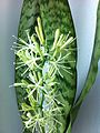 Flowering Sansevieria trifasciata.jpg