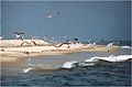 North Atlantic beach (4751531685).jpg