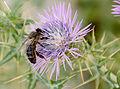 Apis mellifera intermissa 01, Tunisia 2013.jpg