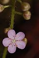 Drosera petiolaris flower Darwiniana.jpg