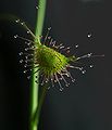 Drosera auriculata leaf2 Darwiniana.jpg