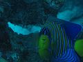 Regal angelfish Lakshadweep.jpg