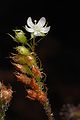 Drosera roseana inflorescence Darwiniana.jpg