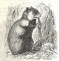 Heubach hamster.jpg