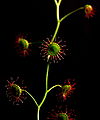 Drosera menziesii Darwiniana.jpg