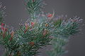 Albany woollybush gnangarra 01.JPG
