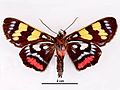 Agarista agricola male ventral.jpg