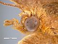 Adoxophyes orana female head.jpg