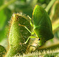 Acrosternum hilare 5175035.jpg