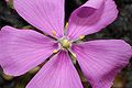Drosera hamiltonii flower Darwiniana.jpg