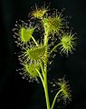 Drosera peltata 3 Darwiniana.jpg