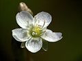 Drosera rotundifolia Darwiniana.jpg