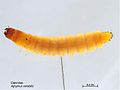 Agrypnus variabilis larva.jpg