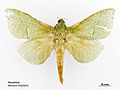 Aenetus virescens male dorsal.jpg