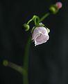 Drosera auriculata flower Darwiniana1.jpg