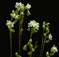 Drosera rotundifolia inflorescence Darwiniana.jpg