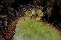 Drosera schizandra plantlets Darwiniana.jpg