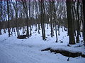 2010-02 Wittekindsweg Nonnenstein-Heidbrink 050.jpg