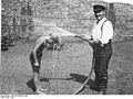 Bundesarchiv Bild 183-2004-0512-508, Berlin, Erfrischung aus dem Wasserschlauch.jpg