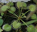 Drosera prolifera 2 Darwiniana.jpg