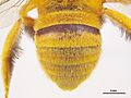 Amegilla (Asaropoda) bombiformis Metasoma Image - Male.jpg