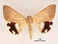Achaea argilla male dorsal.jpg