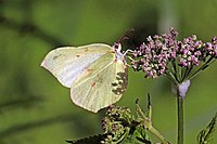 Common brimstone (Gonepteryx rhamni) female Estonia.jpg