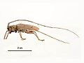 Acalolepta vastator male lateral.jpg