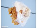 Afranthidium repetitum nesting fibres.jpg