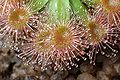 Drosera pulchella 2 Darwiniana.jpg