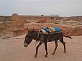 Donkey is ready to take a load of soil in Ramin Tifa pond kano state (3).jpg