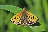 Northern chequered skipper (Carterocephalus silvicola) male.jpg