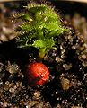 Drosera stolonifera tuber Darwiniana.jpg