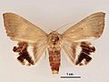 Achaea argilla female dorsal.jpg