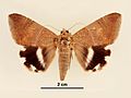 Achaea janata female dorsal.jpg