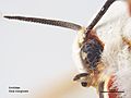 Aloa marginata head.jpg