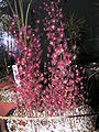 Drosera menziesii 3 Darwiniana.jpg