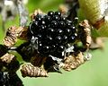 Dionaea muscipula seeds.jpg