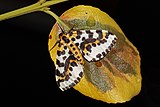 Magpie moth (Abraxas grossulariata).jpg