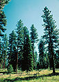 Abies concolor Pinus ponderosa.jpg