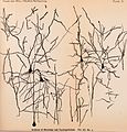 Archives of neurology and psychopathology. (1900) (14775866211).jpg