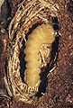 Acanthocinus aedilis 1231151.jpg